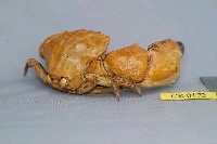 Mangrove stone crab Collection Image, Figure 6, Total 6 Figures